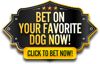 Click to bet on your favorite dog now!